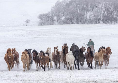 Mongolia Interior: Pastizal cubierto de nieve en Hexigten Qi