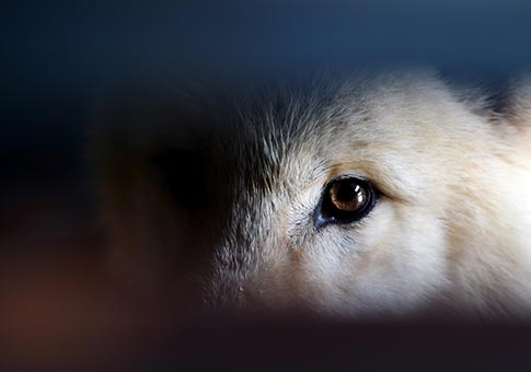 Heilongjiang: Lobos árticos en parque zoológico Harbin Polarland