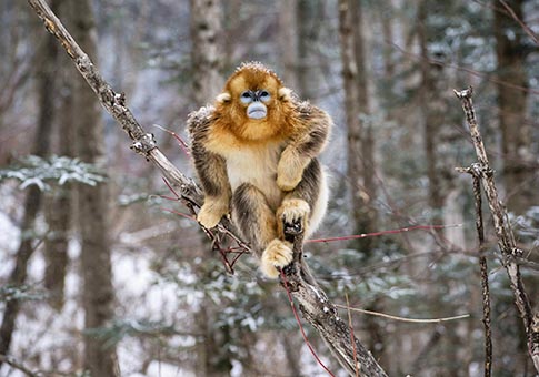 Hubei: Monos dorados en base de conservación en Shennongjia