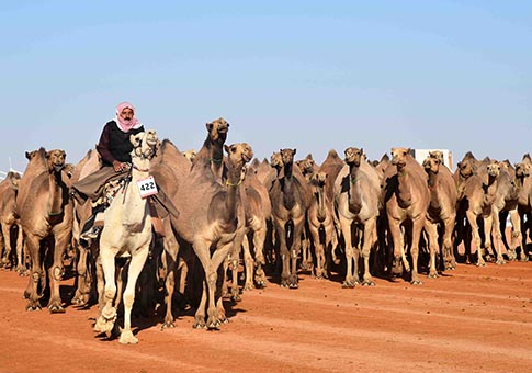 Festival anual de camellos del Rey Abdulaziz
