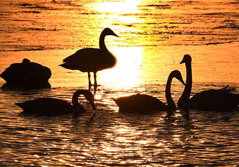 Miles de cisnes migratorios pasan invierno en humedal de río Amarillo de Sanmenxia