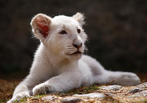 México: Cría de león blanco en Zoológico del Altiplano en Tlaxcala