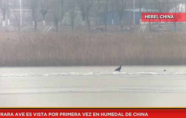 Rara ave es vista por primera ve en humedal de China