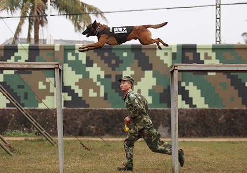 Entrenadores de perros policía y sus caninos celebran el día de Xiaonian en Haikou, Hainan