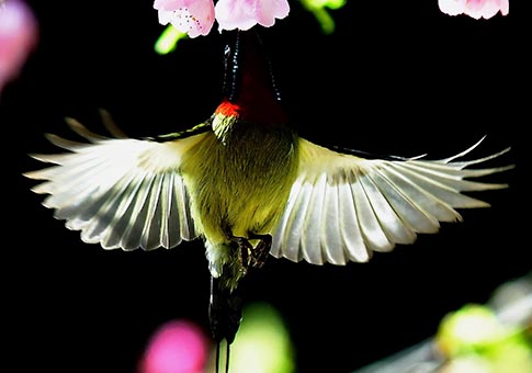 Pájaros y flores de cerezo en Fuzhou, Fujian