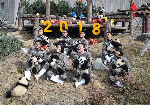 Pandas gigantes nacidos en base de Wolong en 2017 aparecen juntos para saludar a Año Nuevo chino
