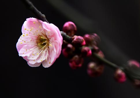 Hubei: Flores invernales en Parque Donghu en Wuhan