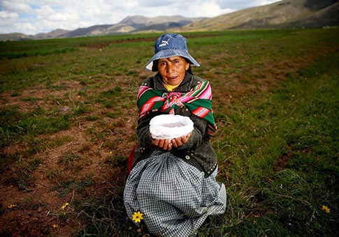 Perú: Fotos de zona plantada con pasto mejorado en Puno