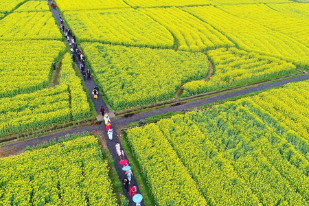 Hunan: Las flores de colza atrae a muchos turistas