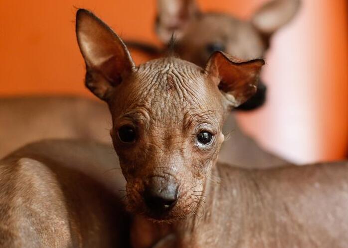 El xoloitzcuintle, un perro sin pelo originaria de México