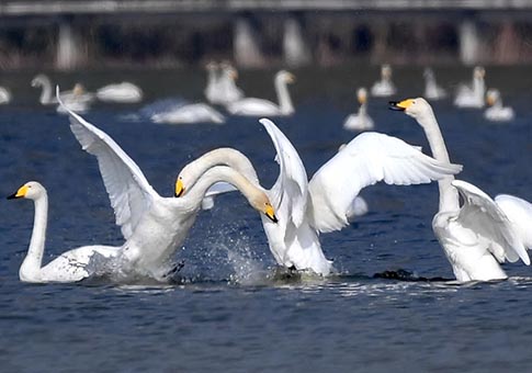 Shanxi: Cisnes cantores en humedal de Río Amarillo en Pinglu