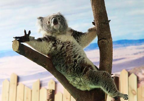 Koalas en Zoológico Forestal Hongshan en Nanjing