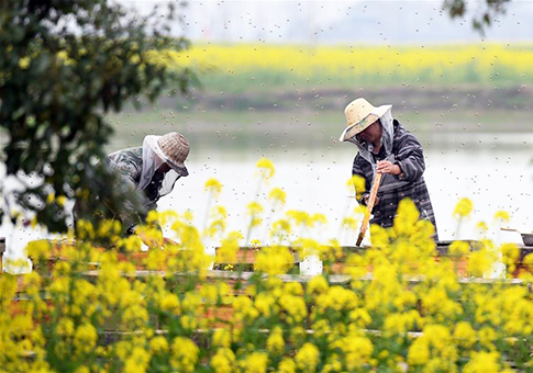 Apicultores trabajan en campo de flores de col en Hubei