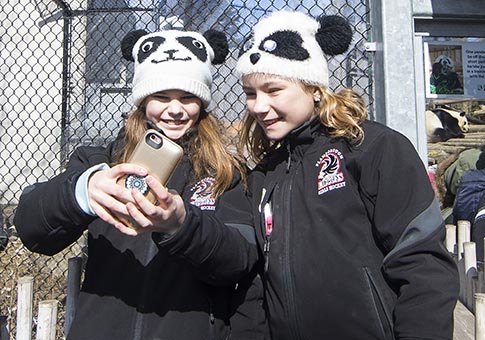 Canadá: Evento "Despedida a los pandas" en Zoológico de Toronto