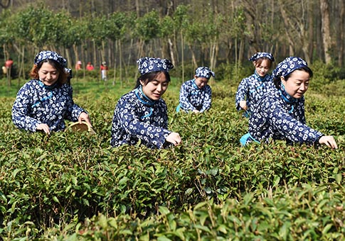 Té Yuhua de Nanjing, una de las diez categorías de té de renombre en China