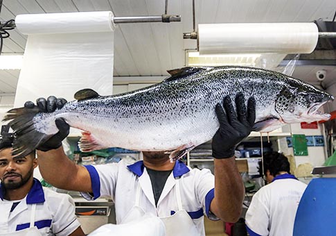 Incrementan ventas de pescado durante Semana Santa en mercados brasileños