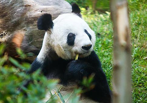 Pandas gigantes en Zoológico de Chapultepec en México