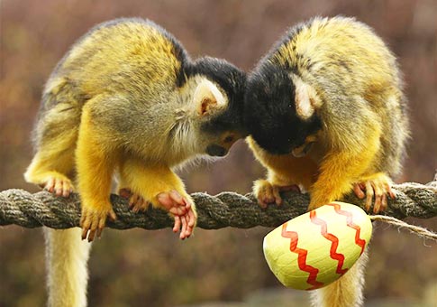 Animales comen dulces de Pascua en Zoológico de Londres