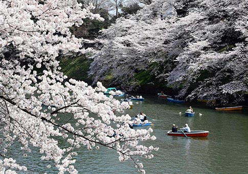 Flores de cerezo en Tokio, Japón