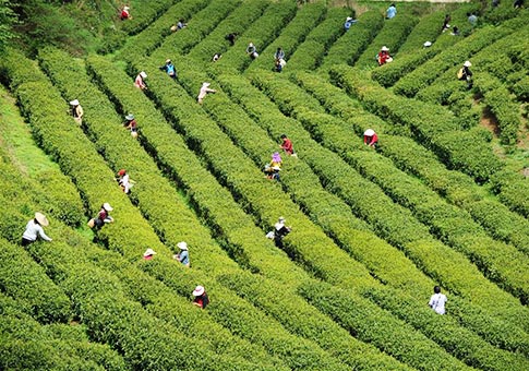 Agricultores se encuentran recogiendo hojas de té previo al Festival Qingming para producir el té Mingqian