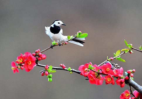 Fotos de aves en Zhaocun de Lushan, Henan