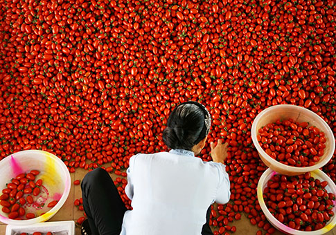 Yunnan: Condado Yuanmou vendió 508,000 toneladas de vegetales y produjo 150,000 toneladas de frutas en 2017