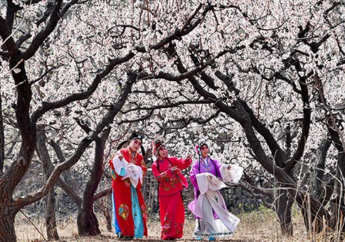 Hebei: Espectáculo en jardín de peras en punto escénico de Longquangu