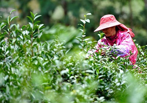 Producción de té ayuda a aldeanos a deshacerse de la pobreza