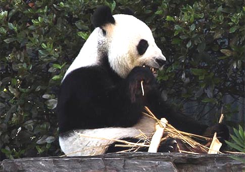 Pandas procedentes de China en Australia