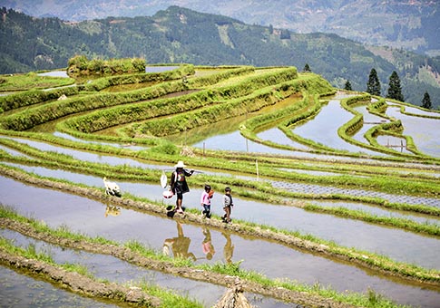 Guizhou: Campos de terrazas en aldea de Cenfeng