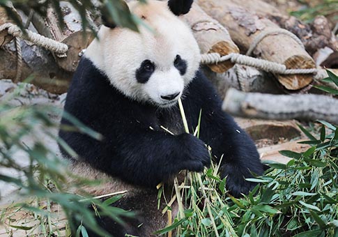 Fotos de pandas gigantes que regresaron desde Japón y España