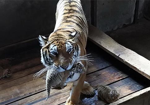 Tigre siberiano hembra dio a luz a quintillizos