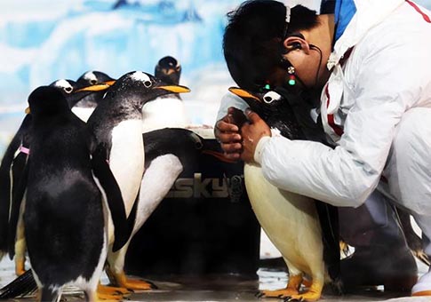 Espectáculo con pingüinos en el parque zoológico Harbin Polarland