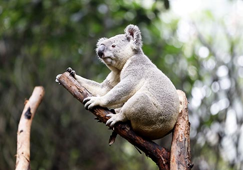 Fotos de koalas en Parque Safari Chimelong en Guangzhou