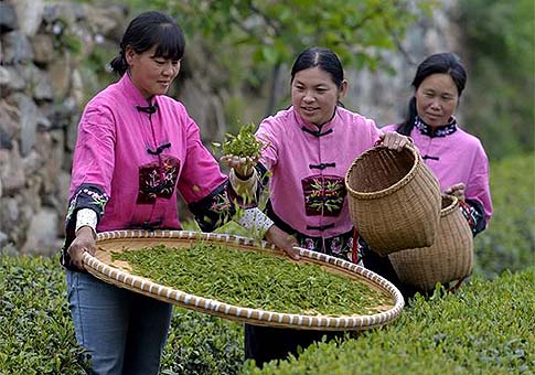 Jardín de té en Hebei