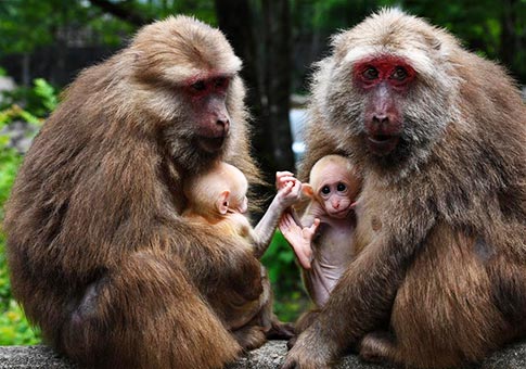 Macacos en reserva natural nacional en monte Wuyi