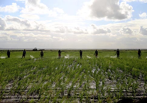 La granja de arroz de Wanbao en Mozambique, la mayor en su tipo realizada por China en Africa