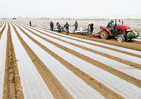 Campo de zanahorias en Zhangjiakou, Hebei