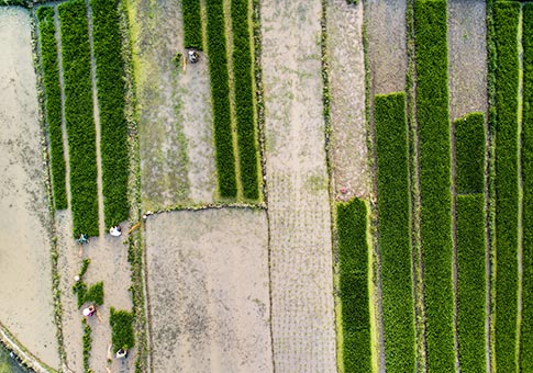 Shaanxi: Vista aérea de agricultores sembrando plántulas de arroz en Mianxian