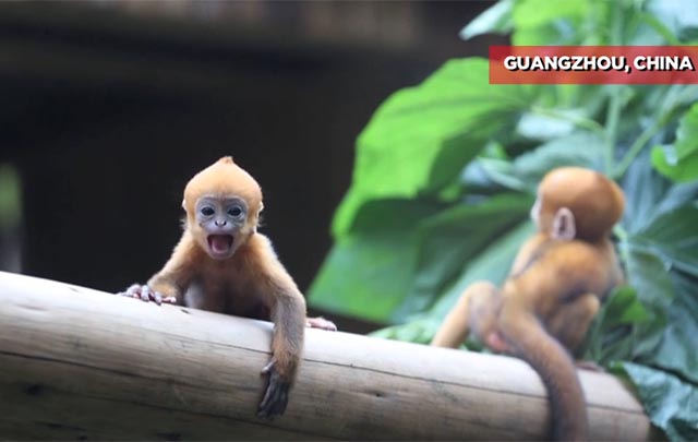 Crecen sanos dos monos langur de francois en Safari chino