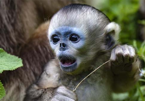 Monos dorados en el Parque Nacional de Shennongjia