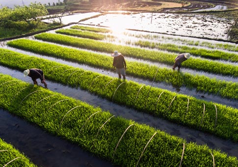 Agricultores trabajan en campos en China