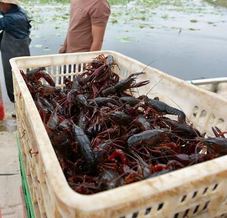 China es el mayor productor de cangrejos de río del mundo