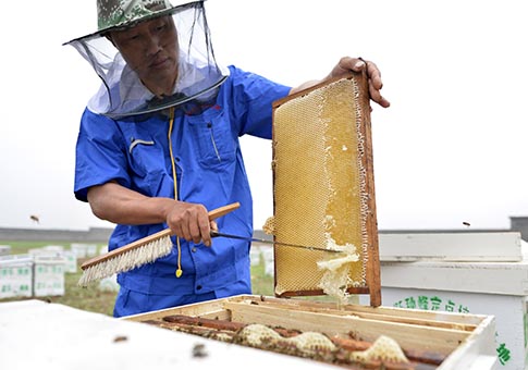 Miel y productos relacionados en Longyao, Hebei