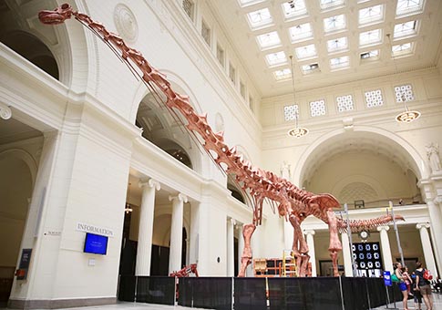 EEUU: Modelo de titanosaurio de 37.2 metros estará en exhibición en Museo Field en Chicago