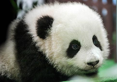 Primera aparición en público de cachorro de panda gigante en Zoológico Nacional de Malasia