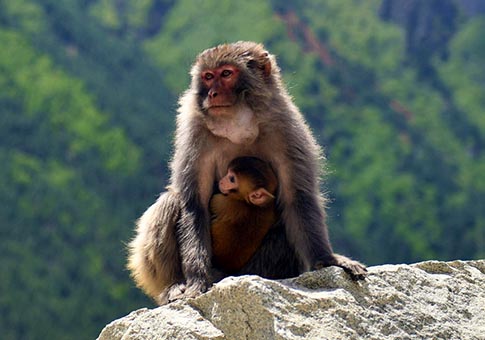 Tíbet: Monos salvajes en condado de Gyaca