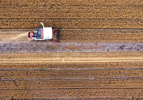 Shanxi: Cosechadora recolecta trigo en campos de cultivo en Yuncheng