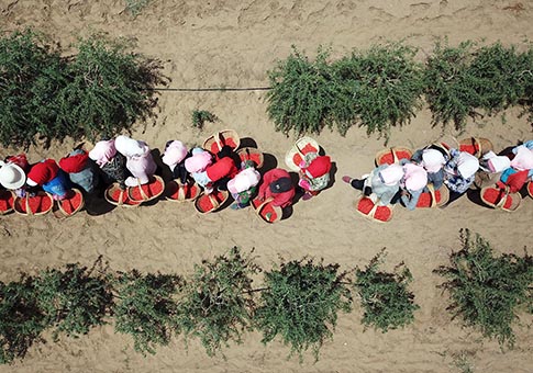 Ningxia: Primer cultivo de bayas de goji entra en temporada de cosecha en Hongsibu