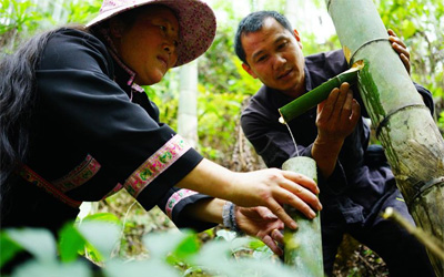 Guangxi: Vino de bambú